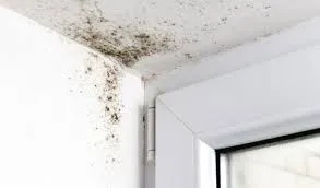 Recurring moisture or mold growth Weston fl